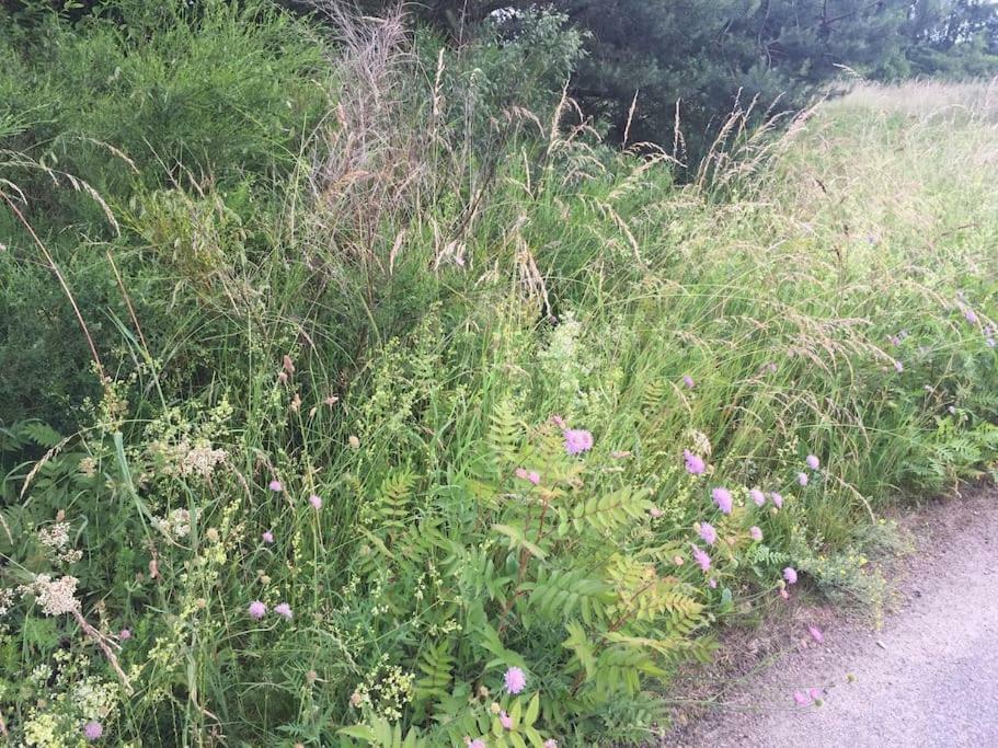 Entspannung In Der Schoenen Lueneburger Heide Gohrde Luaran gambar